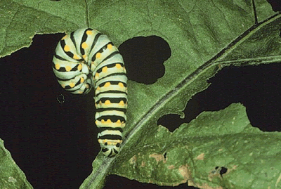 monarch catepillar